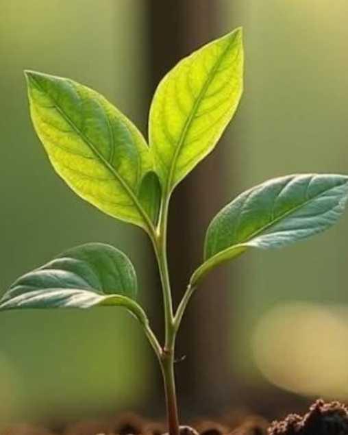 Pastina-Rachel-profile