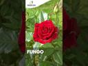 Video Thumbnail 1