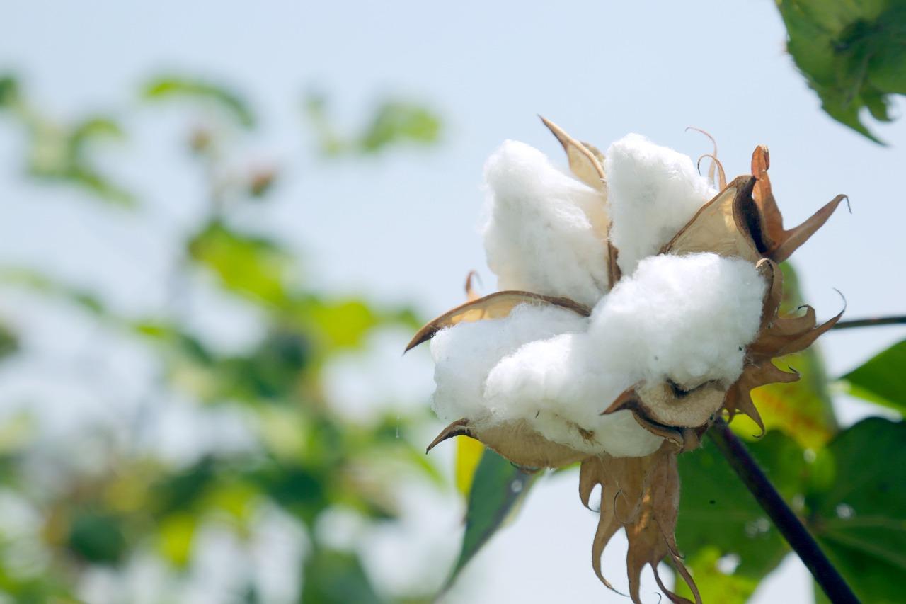 https://kisanvedika.bighaat.com/wp-content/uploads/2023/03/cotton-g38fb6bedd_1280-1.jpg