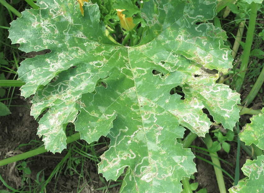 https://kisanvedika.bighaat.com/wp-content/uploads/2023/03/leaf-miner.png