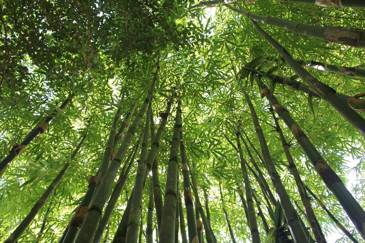 https://kisanvedika.bighaat.com/wp-content/uploads/2023/04/bamboo-g670b0d7a8_1280.jpg