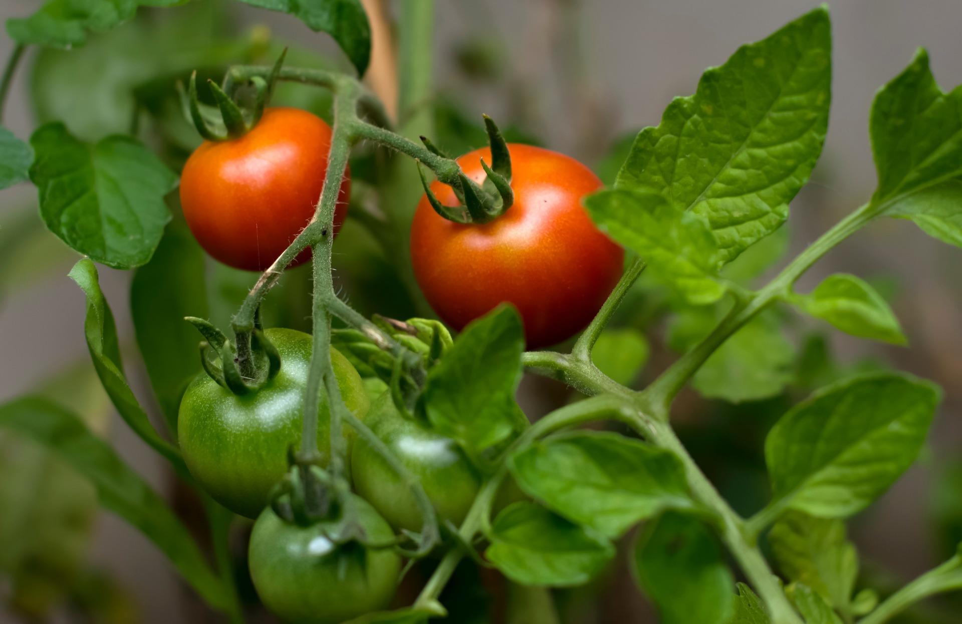 https://kisanvedika.bighaat.com/wp-content/uploads/2023/05/tomato-g10f7b9109_1920.jpg