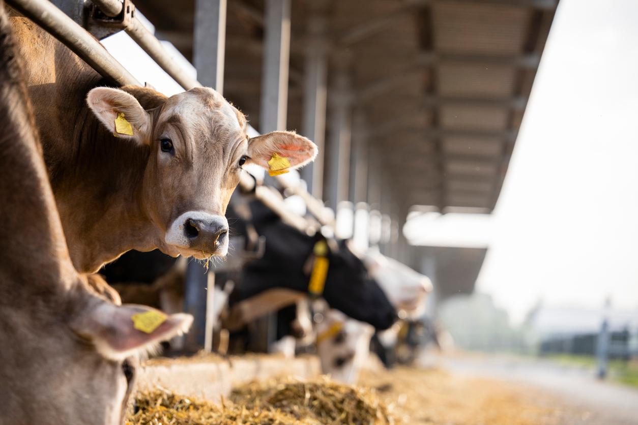 To learn more about farming, click the link below to visit Kisan Vedika . Get valuable information for your agriculture journey!