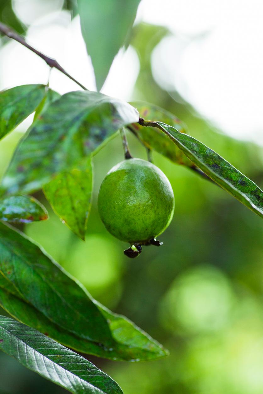 Top Fast-Growing Fruit Trees of India