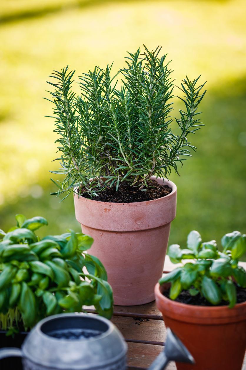 Top Six Indoor Plants to Repel Mosquitoes Naturally