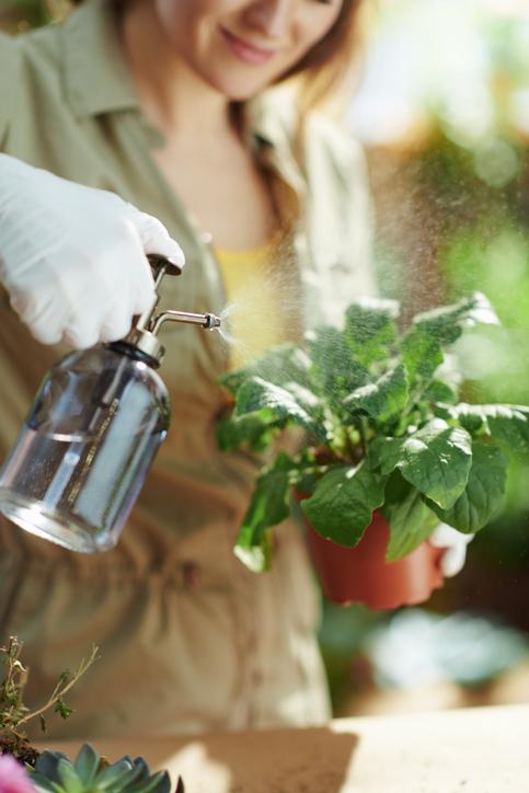 Misting Houseplants: Essential or Overrated?