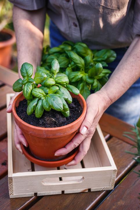 Gardening Myths vs Truth