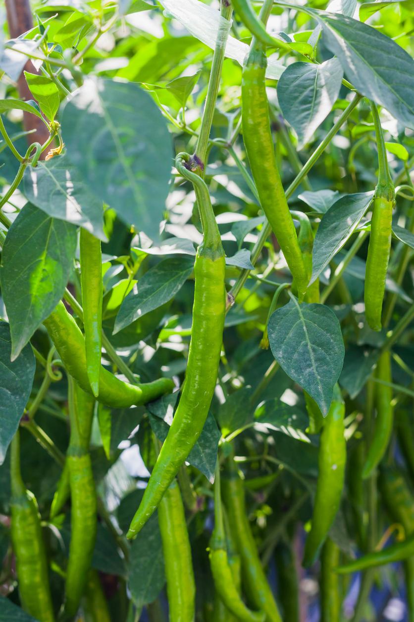 Chili Cultivation: Key Steps for Successful Harvest
