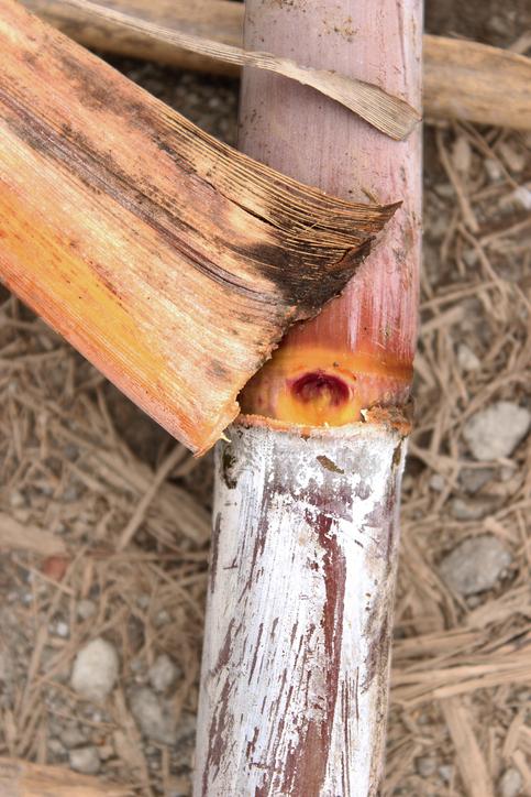 Find Out About Red Rot in Sugarcane: Causes and Control