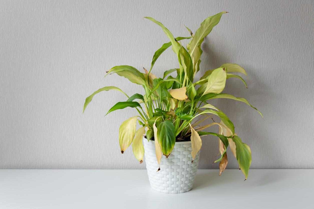 My Plant Leaves Are Turning Yellow – Here’s Why