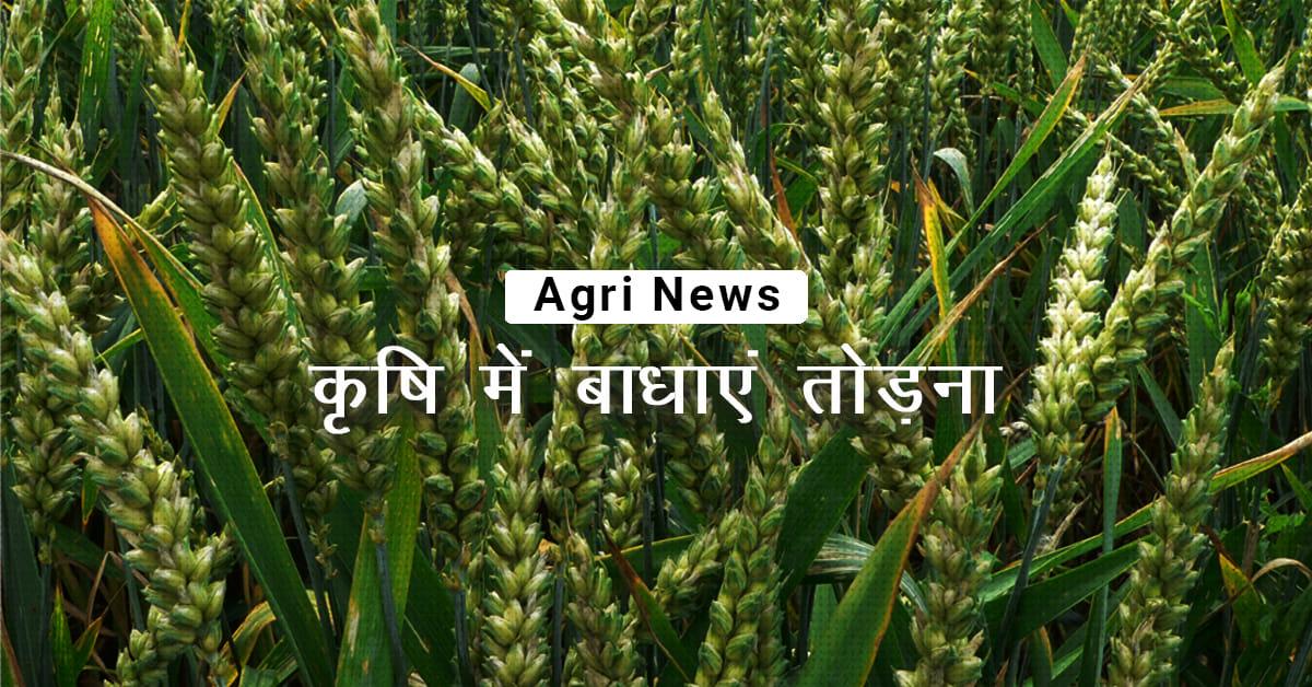 /kvplus/articles/2-Rabi-Crops-Hindi-002.jpg