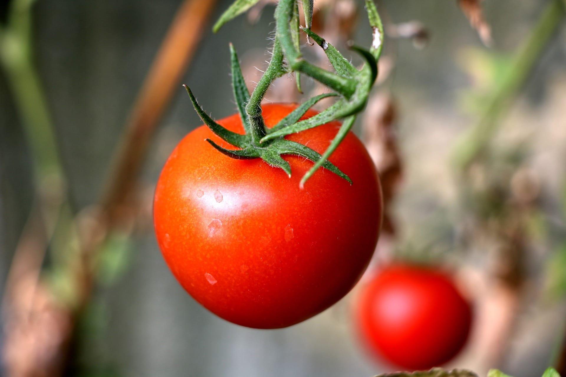 /kvplus/articles/aphids-tomato.jpg