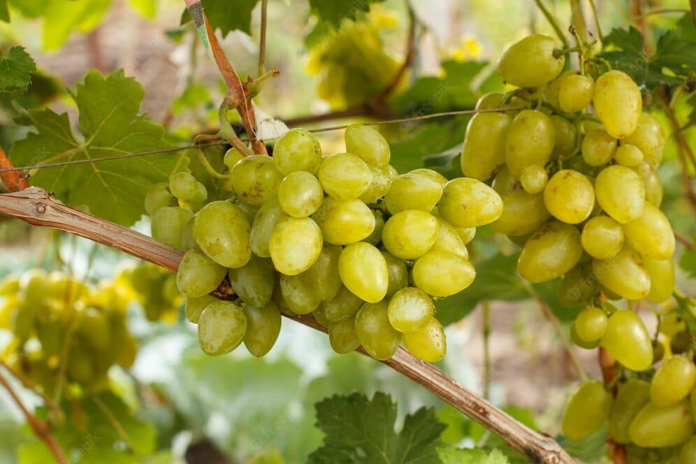 /kvplus/articles/bunches-ripe-white-grapes-bush_393202-14702.jpg