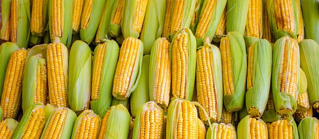 /kvplus/articles/maize-image(1).jpg