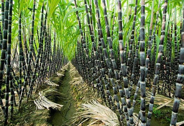 /kvplus/articles/sugarcane-farming-1(1).jpg