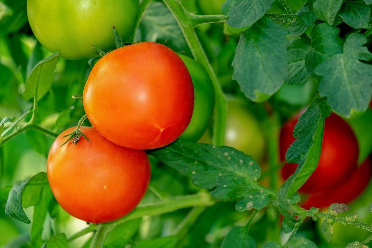 /kvplus/articles/tomatoes-3702925_12801.jpg