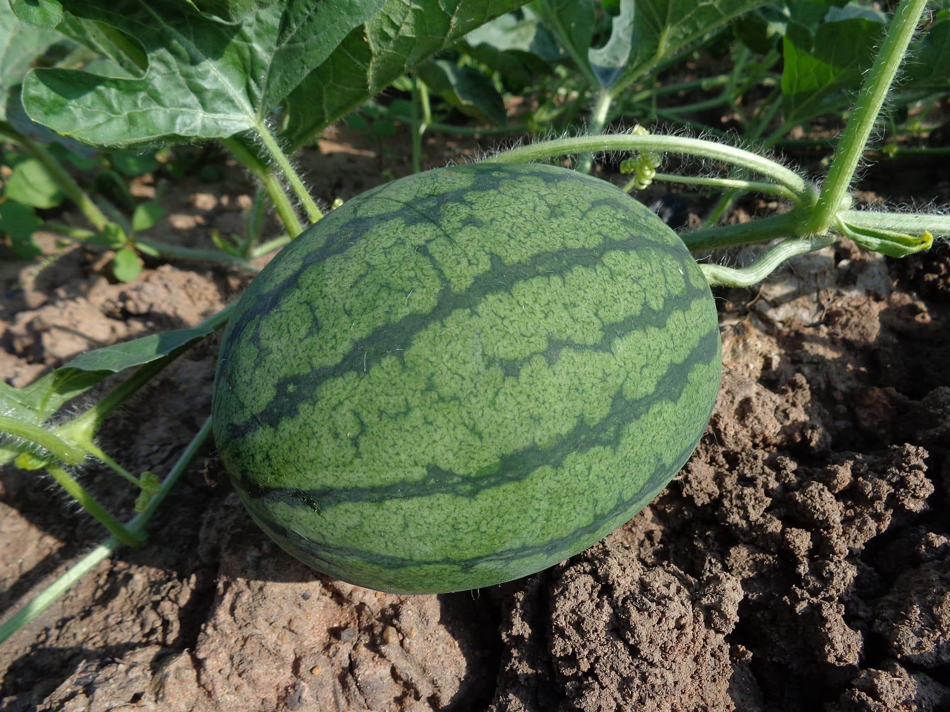 /kvplus/articles/watermelon-g61e9a1b82_1920.jpg