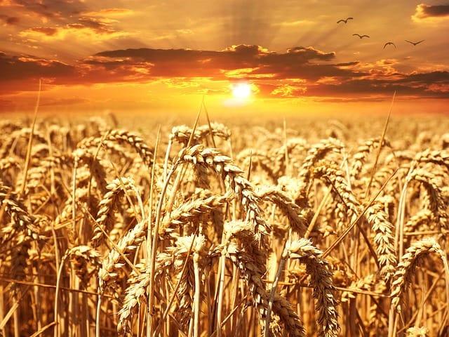 /kvplus/articles/wheat-gcb0668197_640.jpg