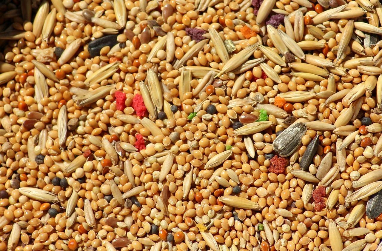 kvplus/articles/06d4c7920b6460cde761f089c40a221b_seeds-3601581_1280.jpg