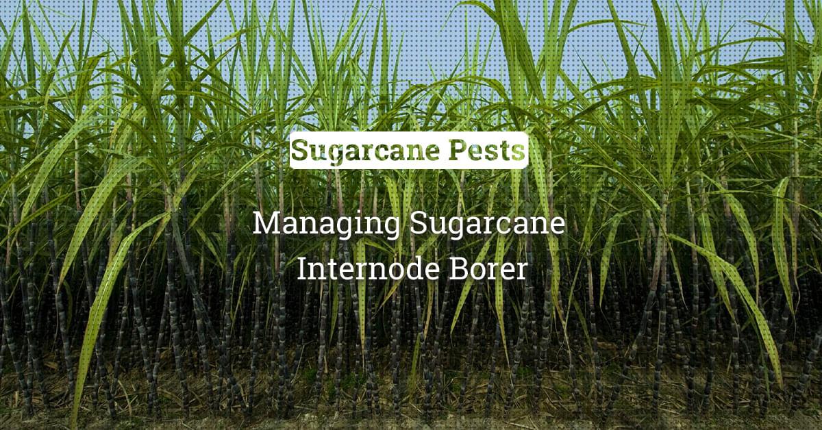 kvplus/articles/0a905917afeb56ad9a93f2a2c5635391_Managing-Sugarcane.jpg