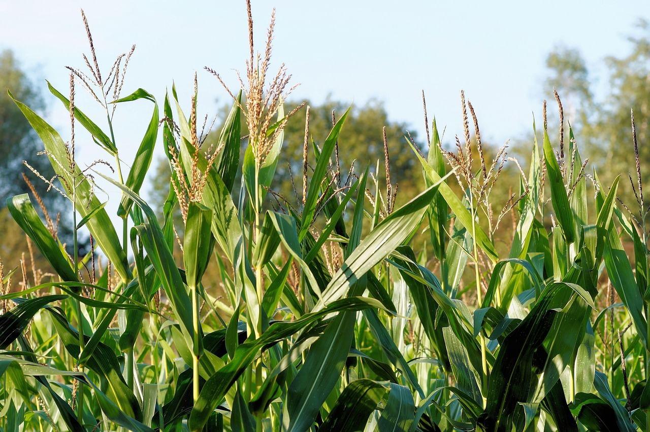 kvplus/articles/14d960edaf8fd8fc940a17b2a1554fd9_corn-436654_1280.jpg