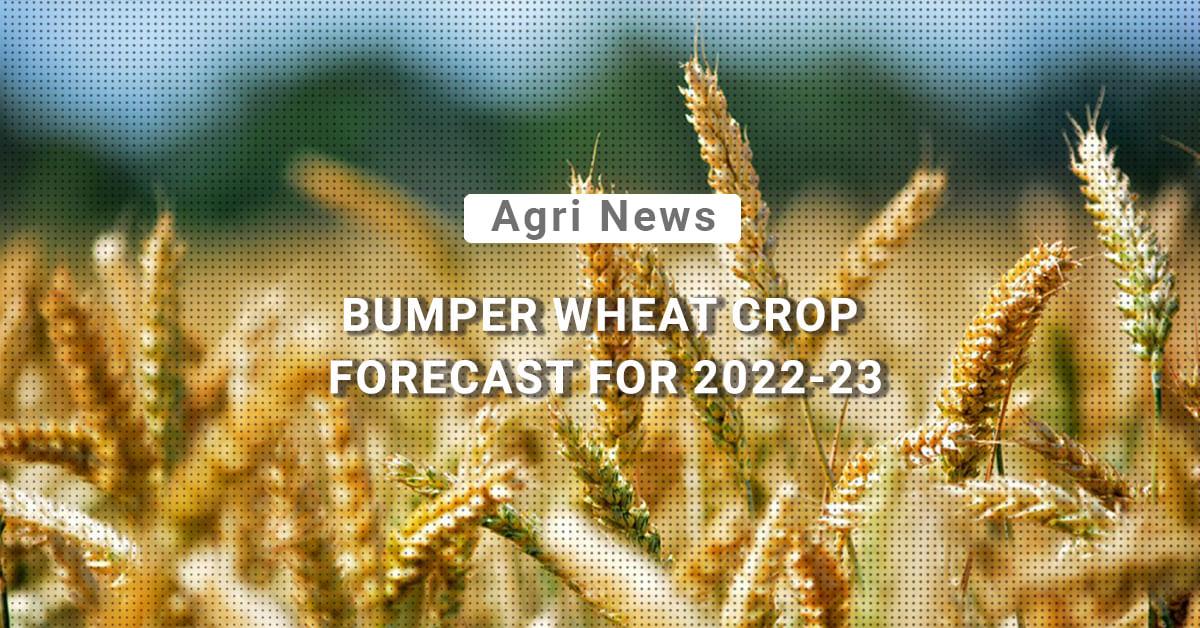 kvplus/articles/170a49768f94dbe72d4985bd719ecb8f_Bumper-wheat-Crop.jpg