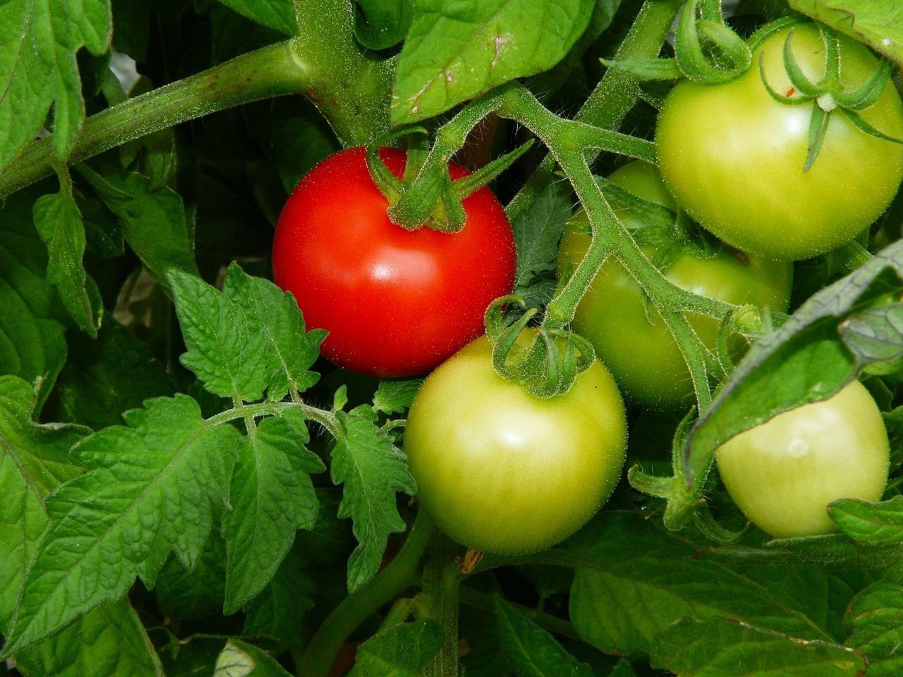 kvplus/articles/2b25b0f0ab5ee1780098079ecb848677_tomato-1565314_1280.jpg
