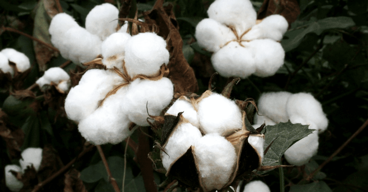 kvplus/articles/33db84ae681ca93c7af57c8bc21efe5e_cotton-final-1.png