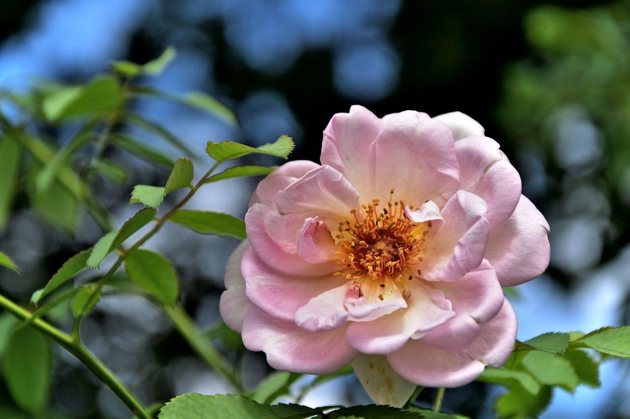 kvplus/articles/45d3d4f4f6916f687030bdff975d7597_rose-ge844c4cc6_1280.jpg