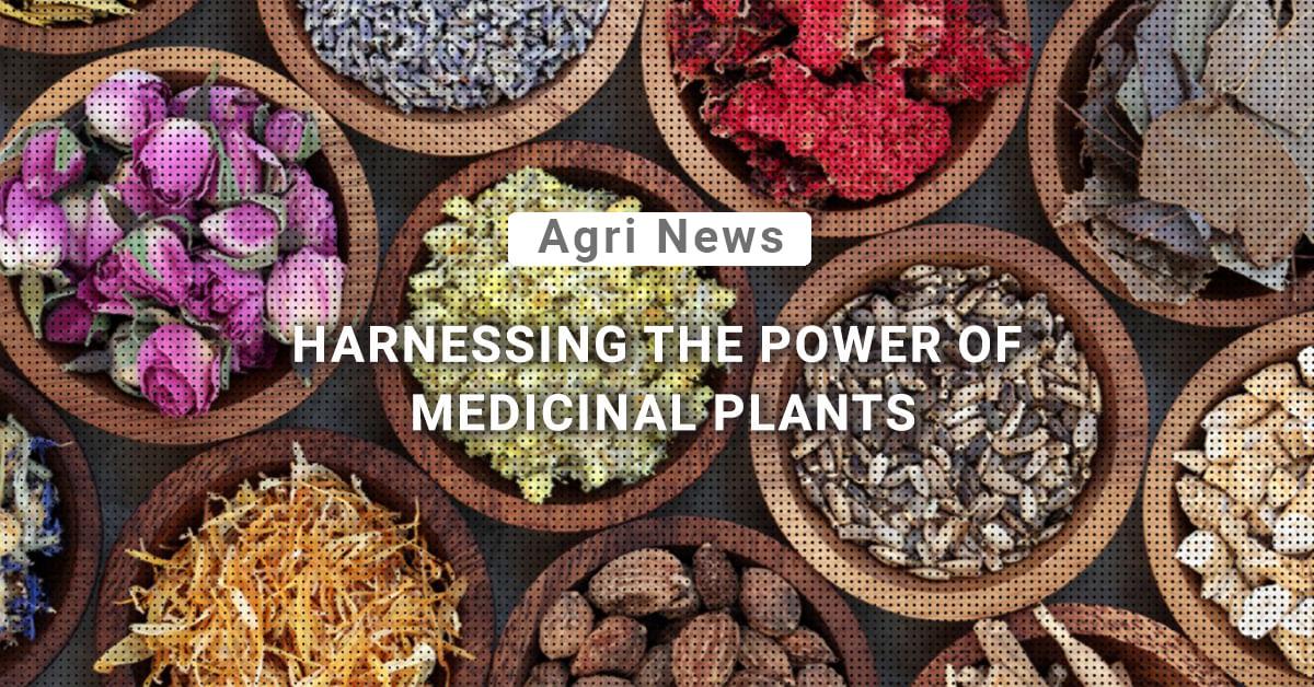 kvplus/articles/53ad6caca0e547dfa95735ed08c9bbab_21.Medical-plants.jpg