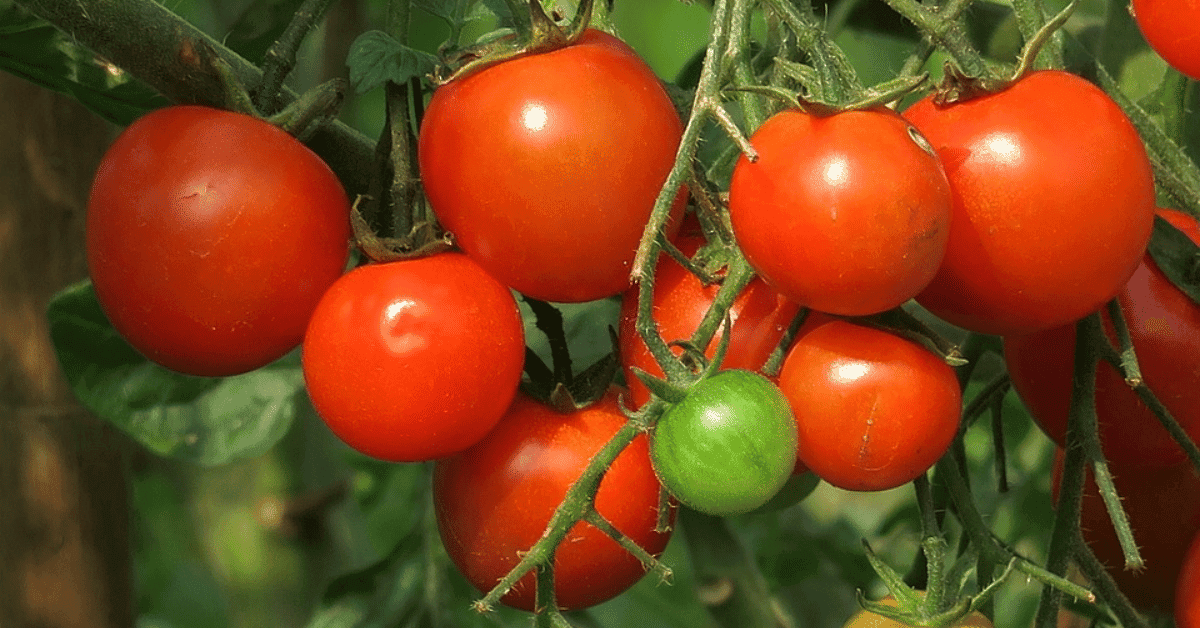 kvplus/articles/589d0e08020ab0daa974f9145da0d14c_tomato-1.png