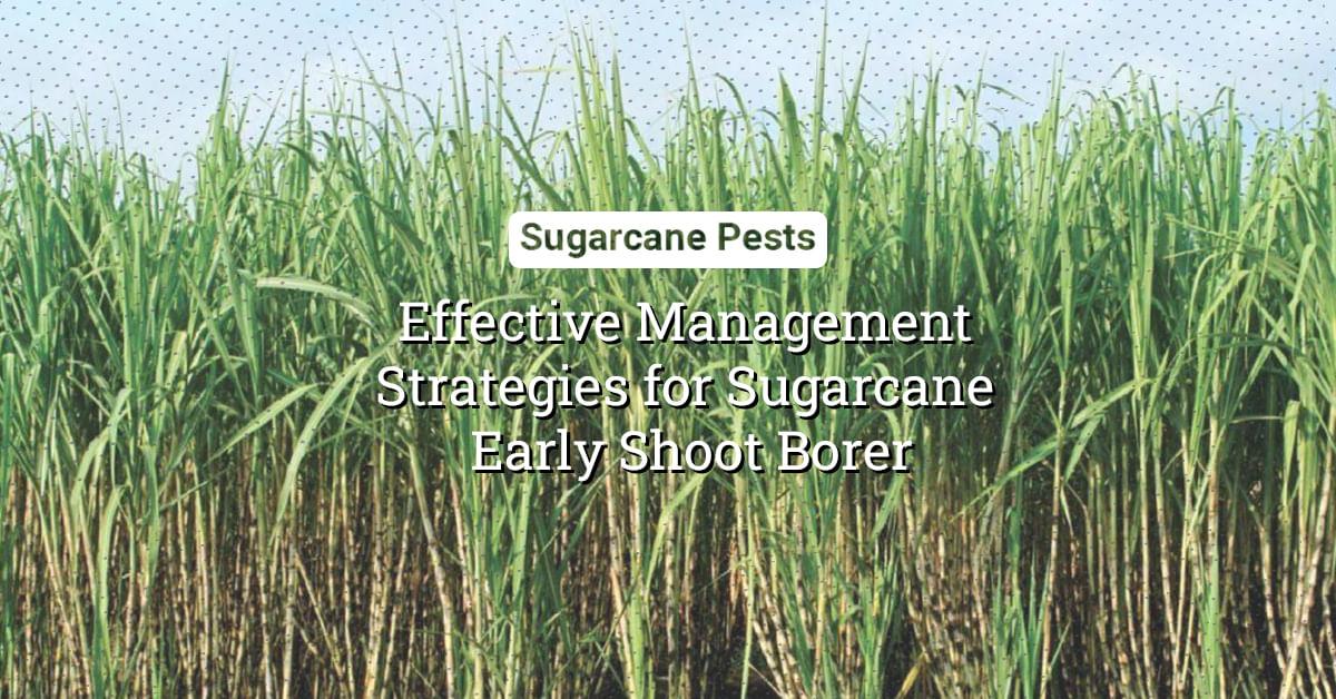 kvplus/articles/599e3908bc1c091a37eb208c561ef447_Sugarcane-Pests.jpg