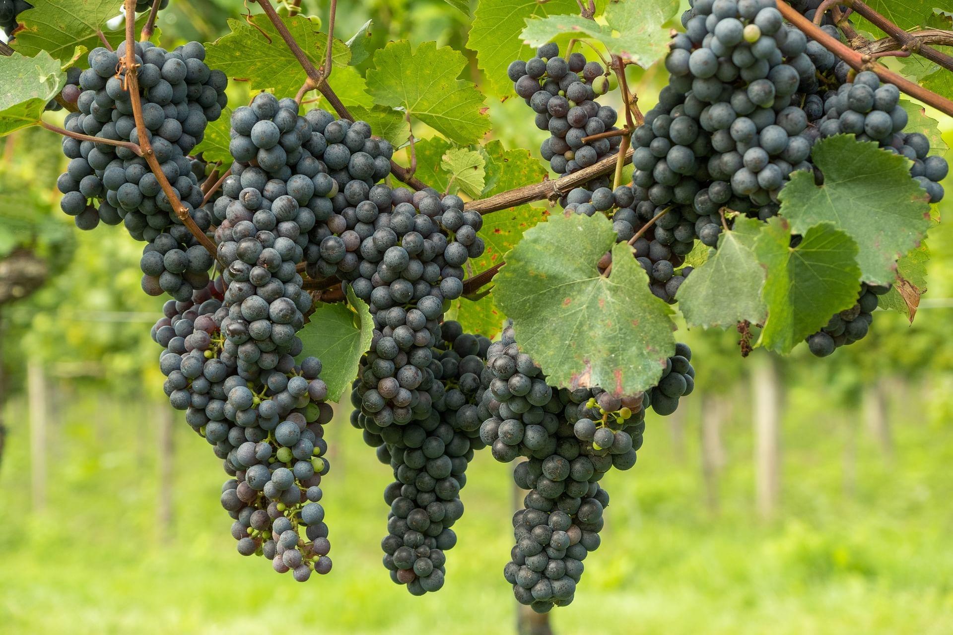 kvplus/articles/5c1045a3298ba2e8291b74f7e82bdf55_grapes-5551325_1920.jpg