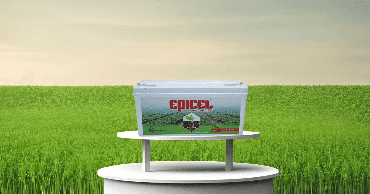 kvplus/articles/5ca6d246782550dd91ed5fdd34e65ad1_Epicel-Canva.png