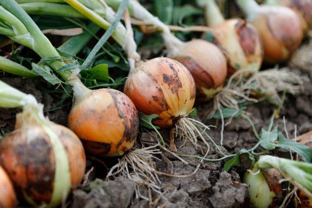 kvplus/articles/790cf6432b6f8eb6f9e17d5bc0d2085f_onion-farming.jpg