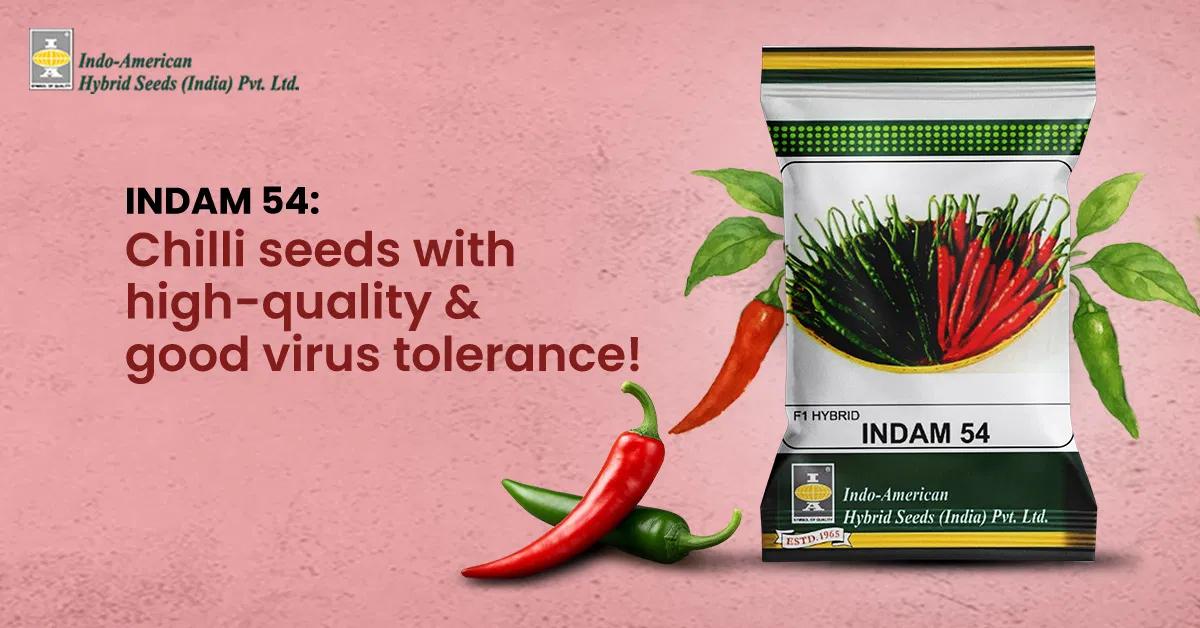 kvplus/articles/ab13219b6130c99c55d8cbad2b260b2e_Indam-54-Chilli_ENG.webp