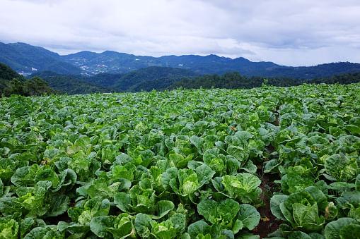 kvplus/articles/e8814cdce4c4879f9a64ed01b323f621_cabbage-farming-1.jpg