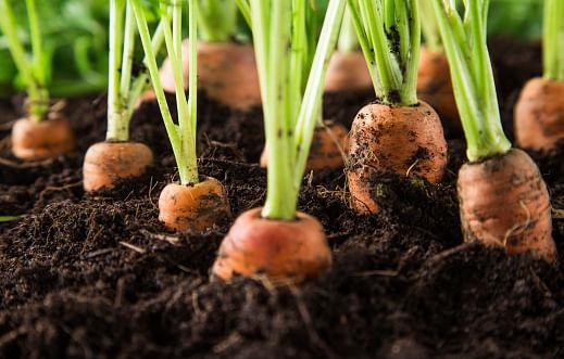 kvplus/articles/fe85b8216fe14719b851380e063fb3ea_carrot-1.jpg