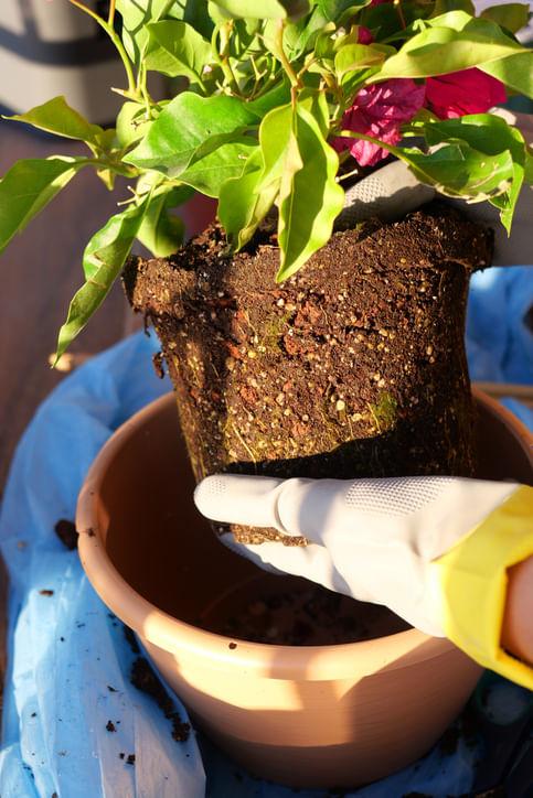 How to Repot Your Houseplants Without Killing Them