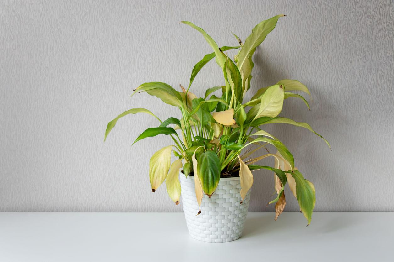 Basic Steps to Revive Your Drooping Peace Lily Plant