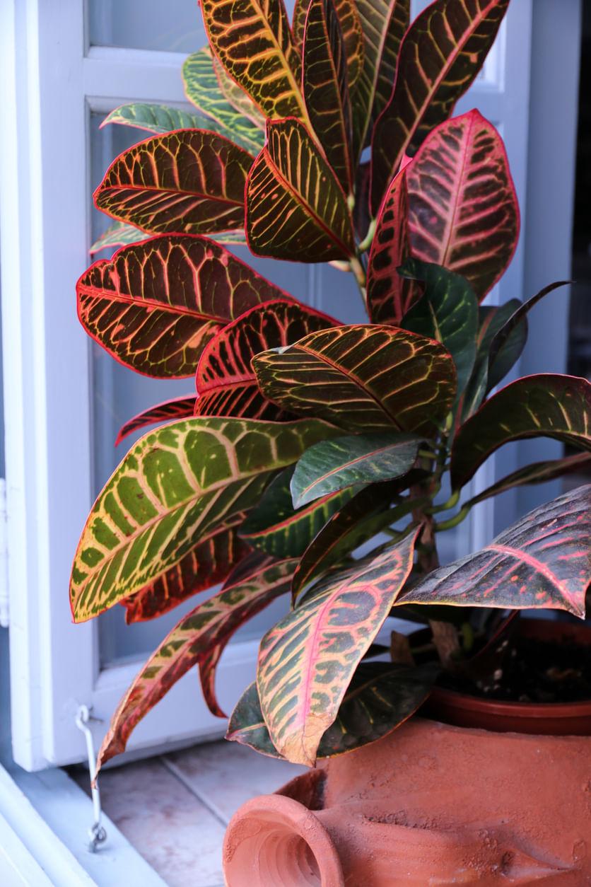 The Comprehensive Guide to Caring for Indoor Crotons