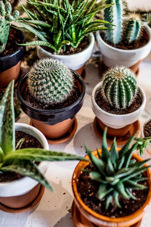 Five Instagram Worthy Indoor Plants for Home Decor