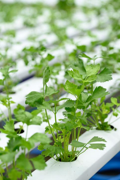 Grow Without Soil: Top 5 Hydroponic Crops