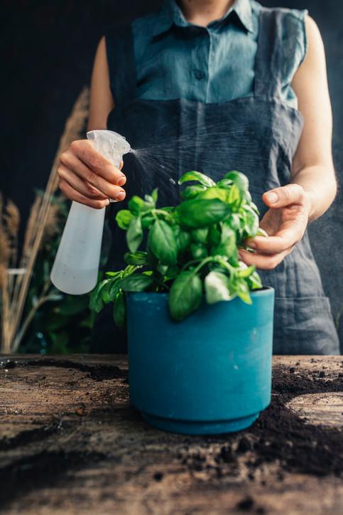 5 Common Mistakes Killing Your Indoor Plants