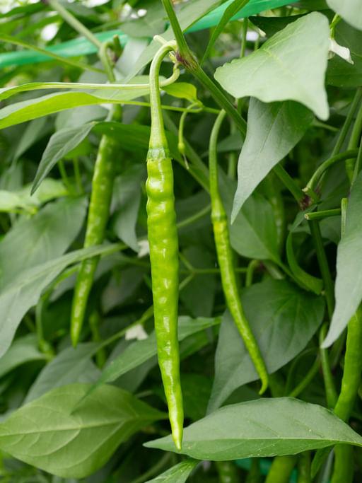 Top 5 Chilli Seeds Varieties Ideal for Your Next Harvest