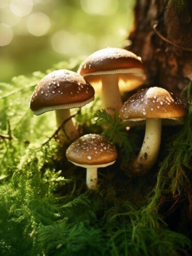 Top 6 Delicious Edible Mushrooms
