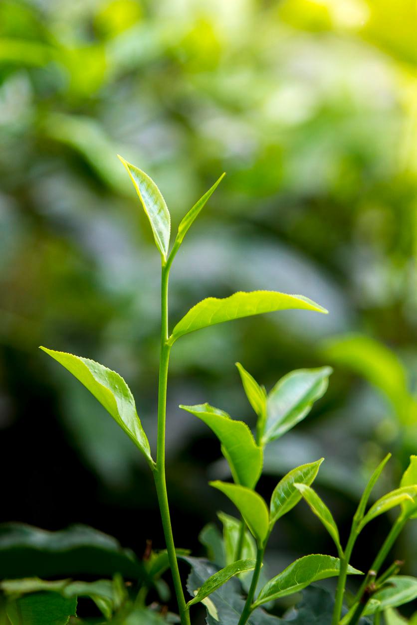 Can Music Really Help Plants Grow? Find Out Now!