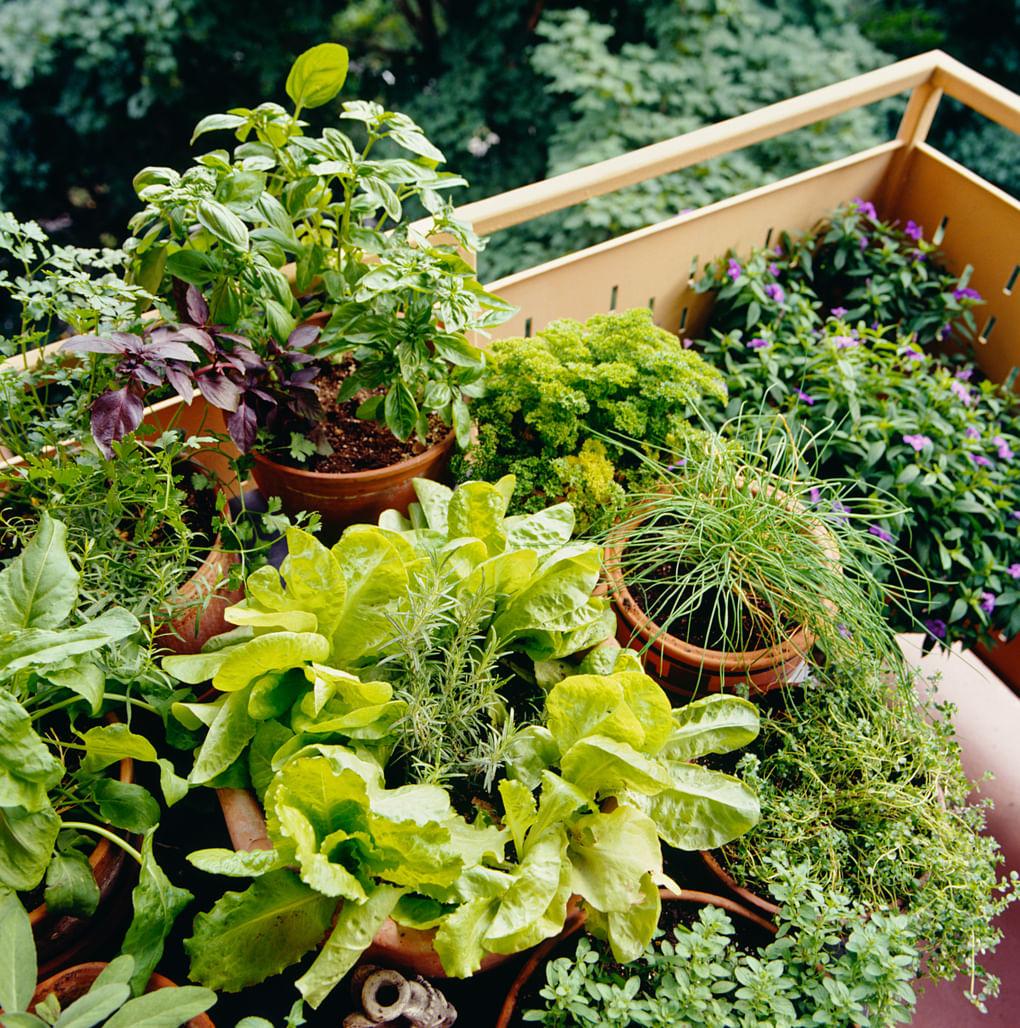 Top 5 Mistakes to Avoid in Terrace Gardening