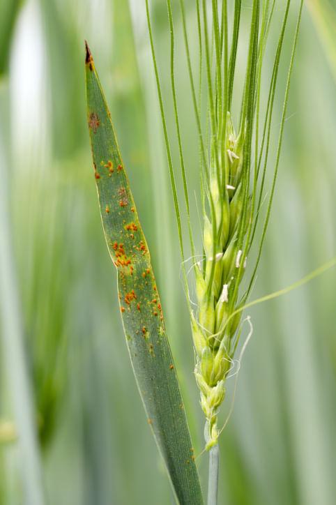 Effective Strategies to Control Black Rust in Wheat
