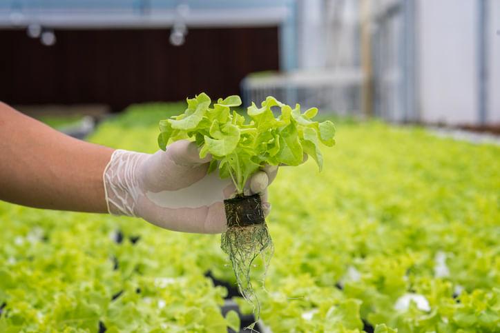 Busting 6 Common Misconceptions About Hydroponic Farming